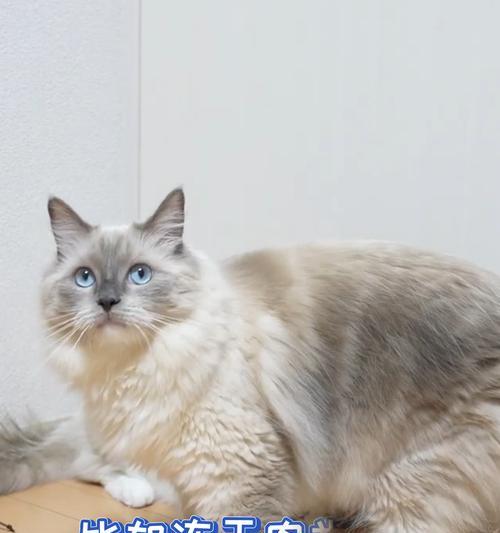 猫咪饮食需求全攻略：如何选择最健康的食物搭配