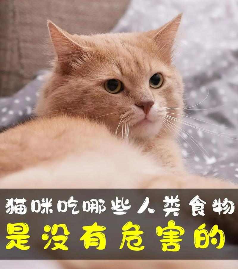 猫咪饮食需求全攻略：如何选择最健康的食物搭配