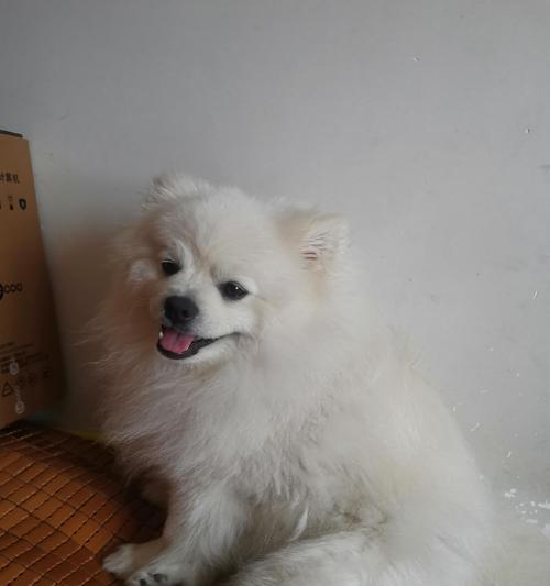 狗狗毛发变白的15个原因及调理方法详解