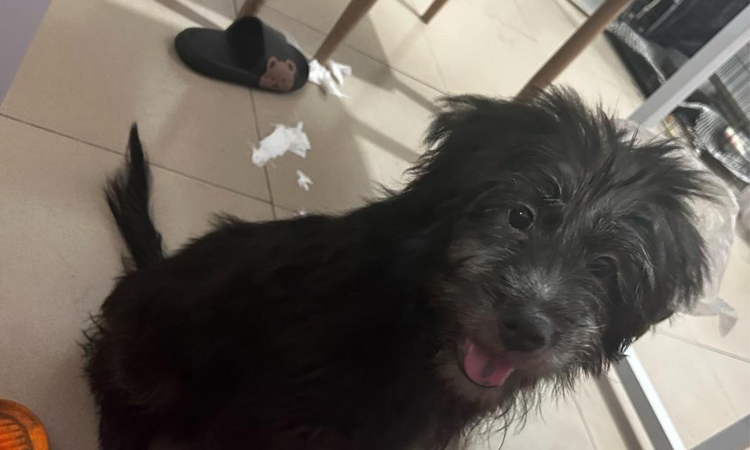 狗狗毛发变白的15个原因及调理方法详解