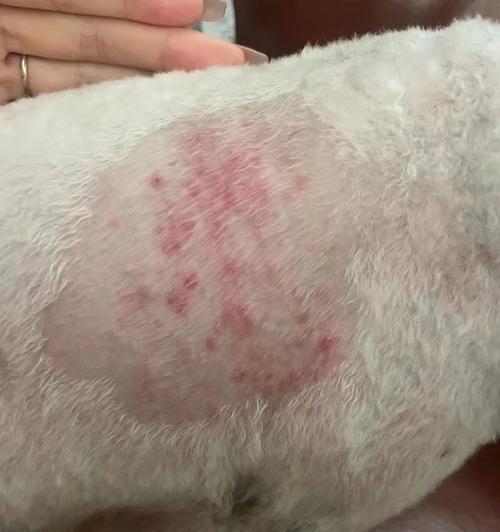 狗狗真菌感染期间饮食禁忌指南