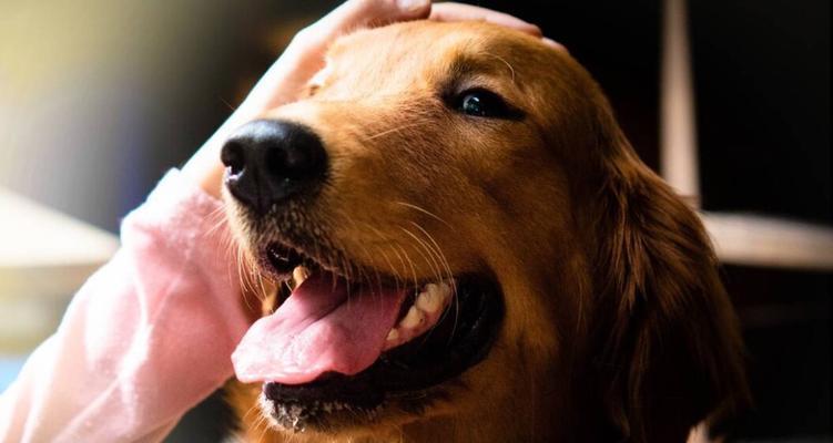 边牧金毛混血犬特征全解析,智商高运动需求大 边牧金毛混血犬特征全解析,智商高运动需求大