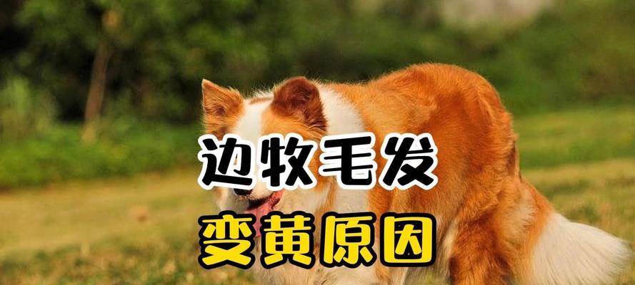 狗狗毛发变白的15个原因及调理方法详解