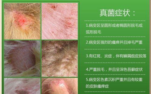 狗狗真菌感染期间饮食禁忌指南