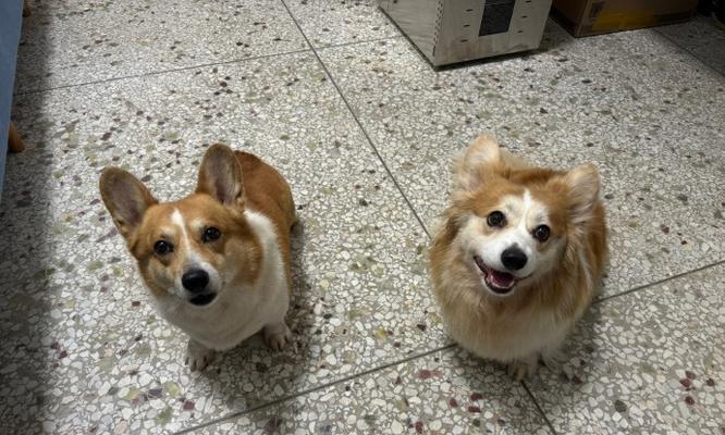 边牧金毛混血犬特征全解析,智商高运动需求大 边牧金毛混血犬特征全解析,智商高运动需求大