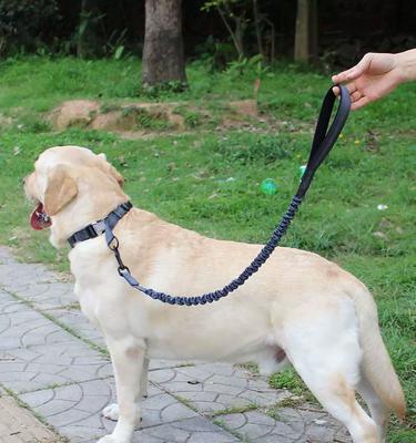 边牧金毛混血犬特征全解析,智商高运动需求大 边牧金毛混血犬特征全解析,智商高运动需求大