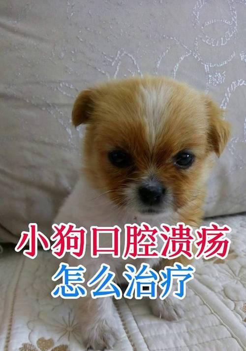 狗口腔溃疡治疗方法详解：常用药物及护理要点