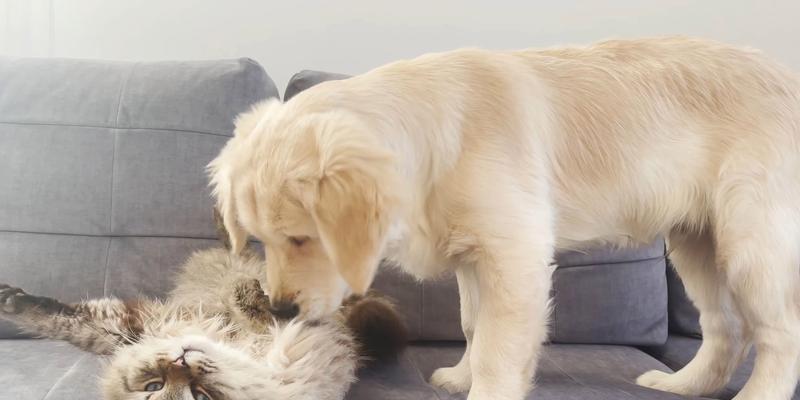 金毛犬为什么爱舔自己？了解这一行为的健康意义与注意事项