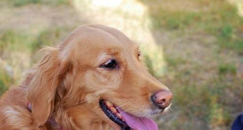 金毛犬为什么爱舔自己？了解这一行为的健康意义与注意事项