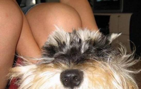 雪纳瑞胡子黄养护指南：保持亮丽色泽的全面护理方法