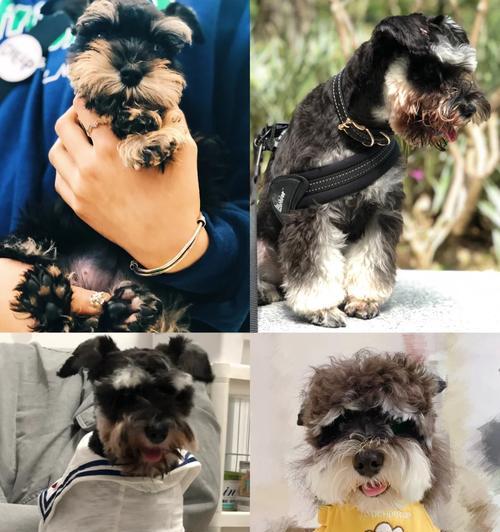 雪纳瑞胡子黄养护指南：保持亮丽色泽的全面护理方法