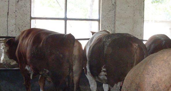 狗焦虫病症状识别与防治全攻略：守护爱宠健康指南