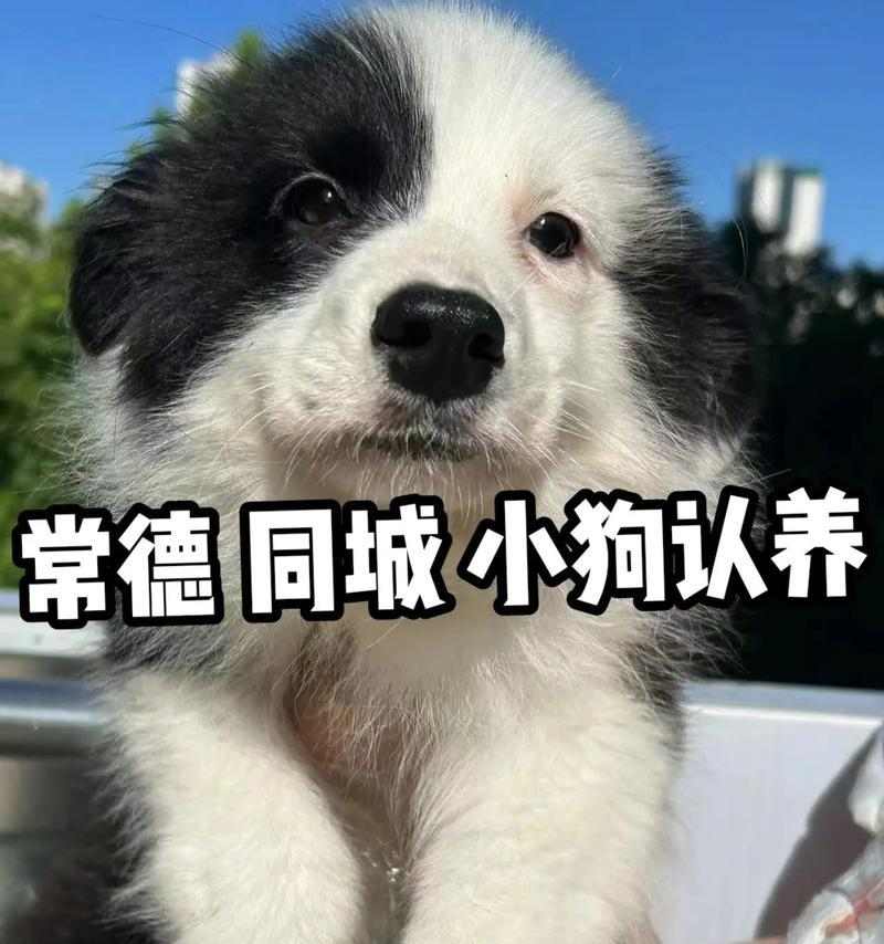 小狗抖动原因全解析:寒冷紧张兴奋疾病等多种因素影响 小狗抖动原因全解析:寒冷紧张兴奋疾病等多种因素影响