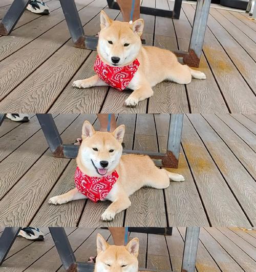 小狗抖动原因全解析:寒冷紧张兴奋疾病等多种因素影响 小狗抖动原因全解析:寒冷紧张兴奋疾病等多种因素影响