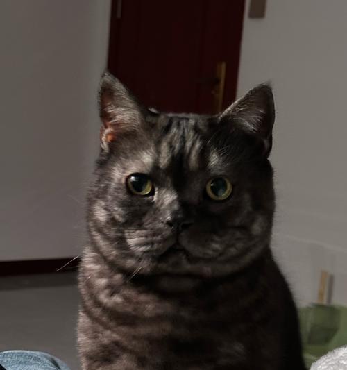 猫咪踩奶行为的15个深层原因解析 猫咪踩奶行为的15个深层原因解析