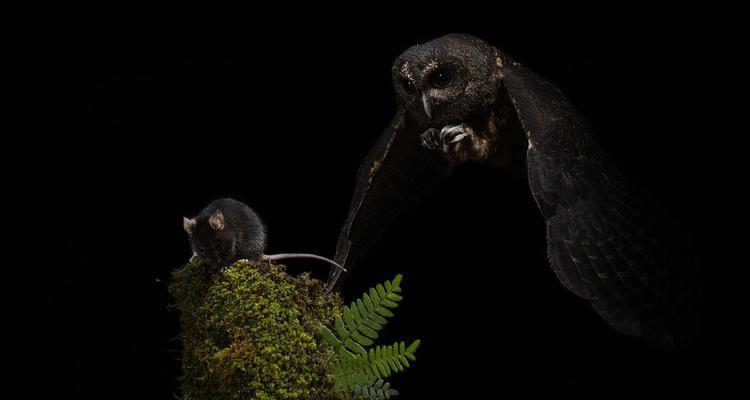 老鹰为什么偏爱吃小鸡而猫头鹰喜欢老鼠的食性差异探析