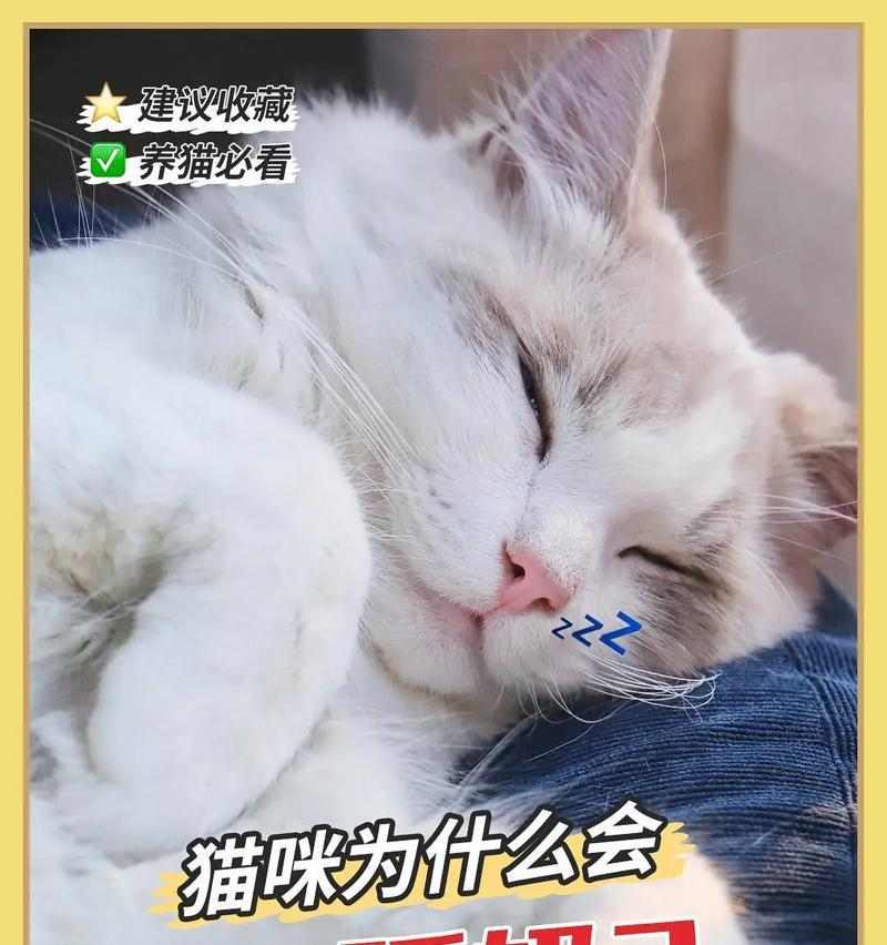 猫咪踩奶行为的15个深层原因解析 猫咪踩奶行为的15个深层原因解析
