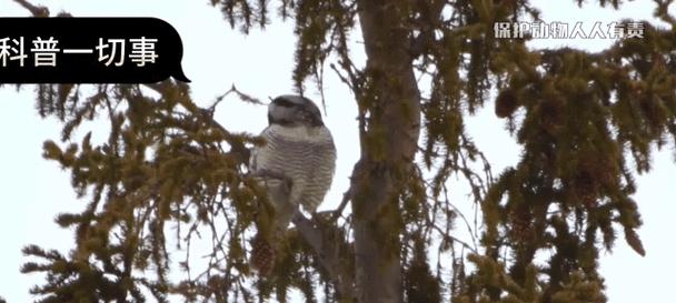 老鹰为什么偏爱吃小鸡而猫头鹰喜欢老鼠的食性差异探析