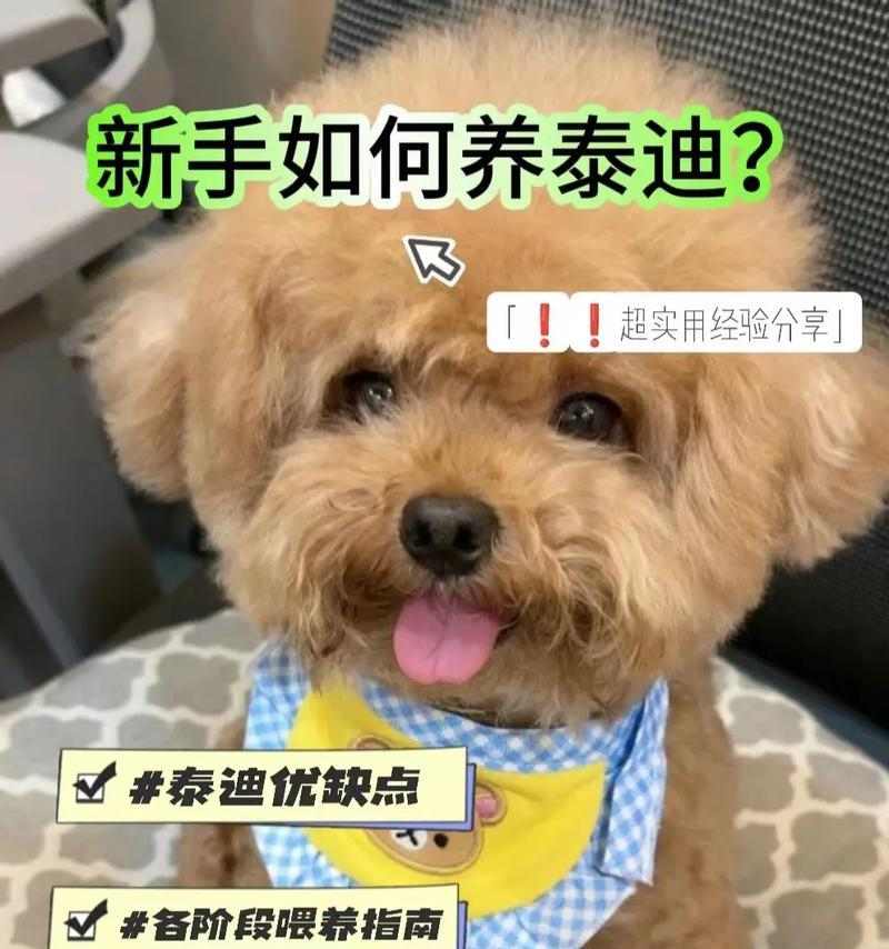 小泰迪多久喂一次蛋黄合适？科学喂养频率指南