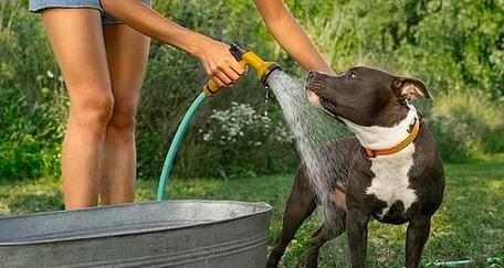 狗妈妈产后多久能洗澡及护理全攻略 狗妈妈产后多久能洗澡及护理全攻略