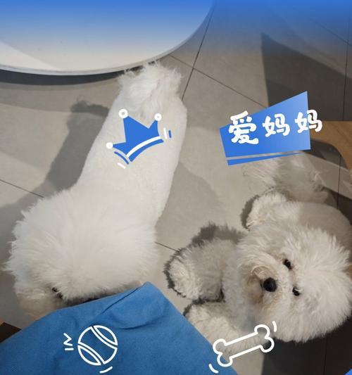 狗妈妈产后多久能洗澡及护理全攻略 狗妈妈产后多久能洗澡及护理全攻略