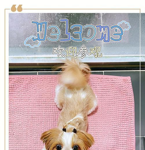 狗妈妈产后多久能洗澡及护理全攻略 狗妈妈产后多久能洗澡及护理全攻略