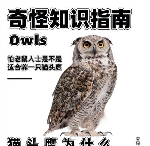 老鹰为什么偏爱吃小鸡而猫头鹰喜欢老鼠的食性差异探析