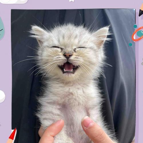 养猫成本全面解析:从购猫到日常开销的各项花费详解 养猫成本全面解析:从购猫到日常开销的各项花费详解