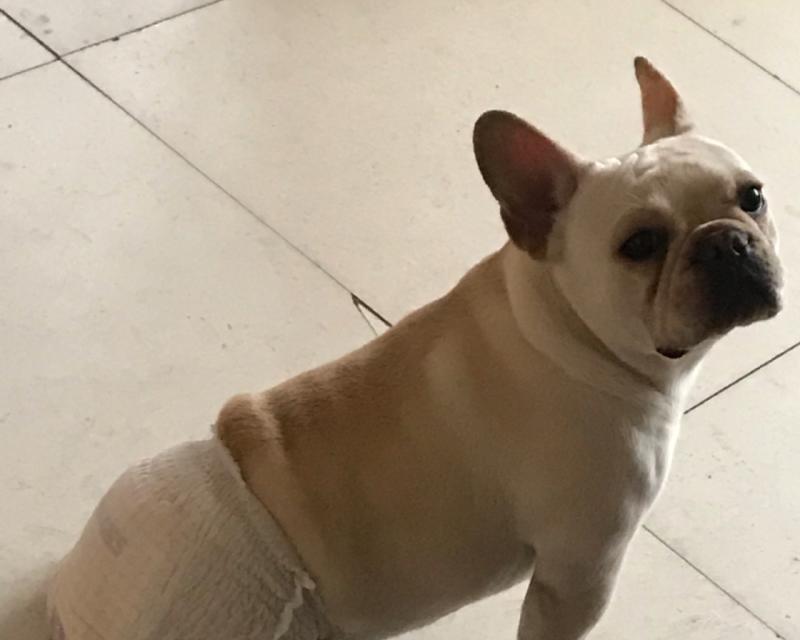 法国肉牛怀孕周期详解 分娩过程及繁殖管理技术指南