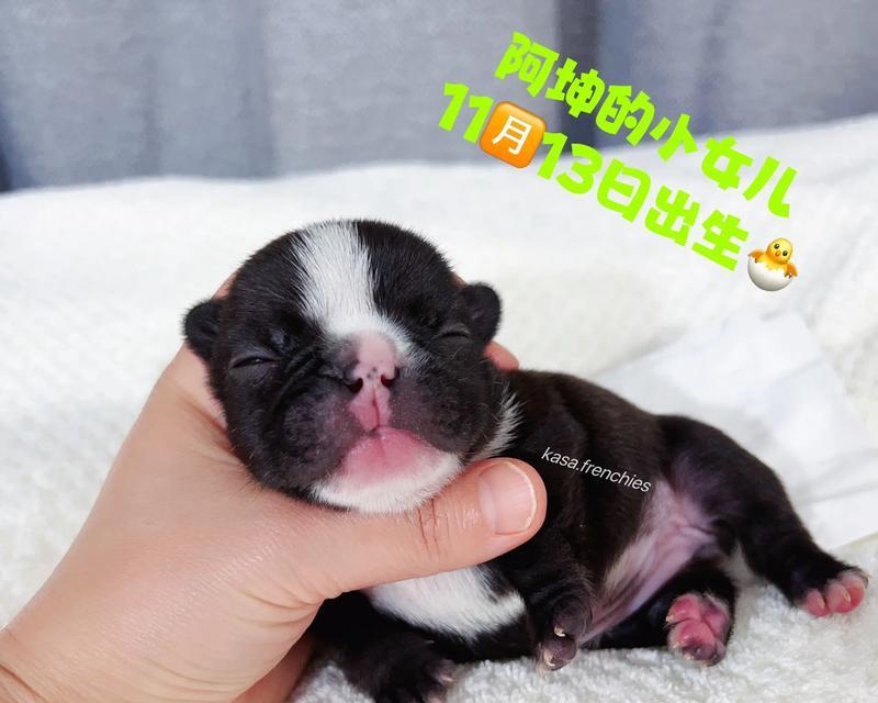 法国肉牛怀孕周期详解 分娩过程及繁殖管理技术指南