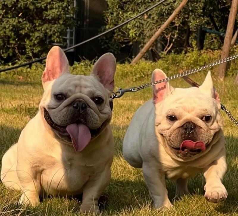 法国肉牛怀孕周期详解 分娩过程及繁殖管理技术指南