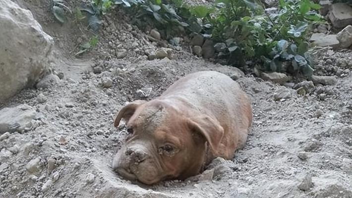 狗狗埋土后多久完全腐烂？影响腐烂速度的15大关键因素解析