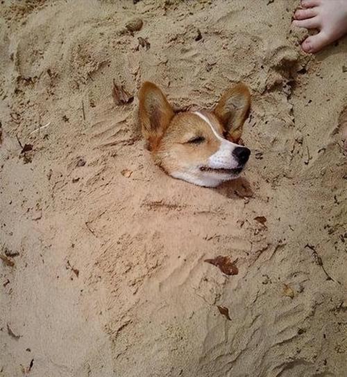 狗狗埋土后多久完全腐烂？影响腐烂速度的15大关键因素解析