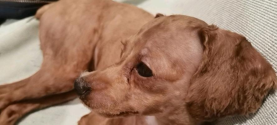 狗狗胎毛剃后多久长出来?生长周期与影响因素详解 狗狗胎毛剃后多久长出来?生长周期与影响因素详解