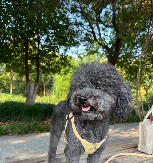 狗狗胎毛剃后多久长出来?生长周期与影响因素详解 狗狗胎毛剃后多久长出来?生长周期与影响因素详解