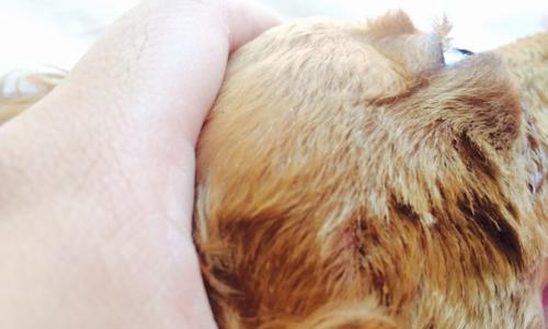 狗狗胎毛剃后多久长出来?生长周期与影响因素详解 狗狗胎毛剃后多久长出来?生长周期与影响因素详解