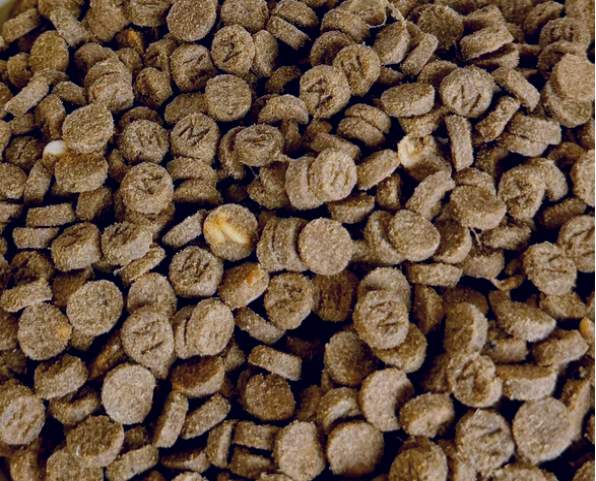 短脖子乔治鸡肉乳鸽猫粮评测：95%动物性原料高性价比猫粮推荐