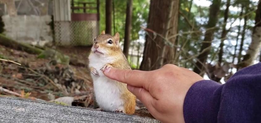 松鼠宠物饲养完全指南：从选购到互动的详细攻略