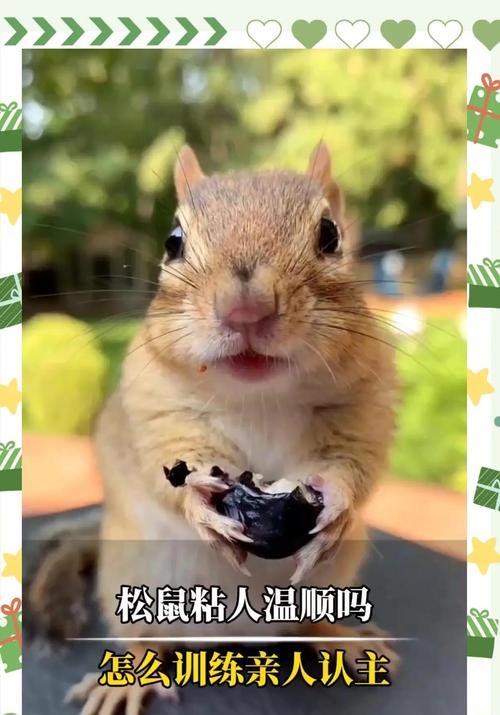 松鼠宠物饲养完全指南：从选购到互动的详细攻略