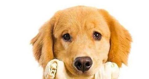 狗狗补钙指南：各阶段补钙需求与科学方法全解析