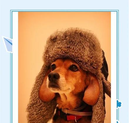 成年泰迪犬每日饮食量控制指南:科学喂养方法详解 成年泰迪犬每日饮食量控制指南:科学喂养方法详解