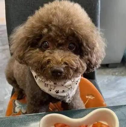 成年泰迪犬每日饮食量控制指南:科学喂养方法详解 成年泰迪犬每日饮食量控制指南:科学喂养方法详解