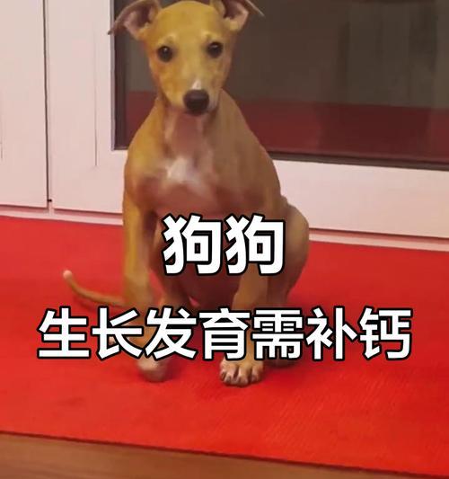 狗狗补钙指南：各阶段补钙需求与科学方法全解析