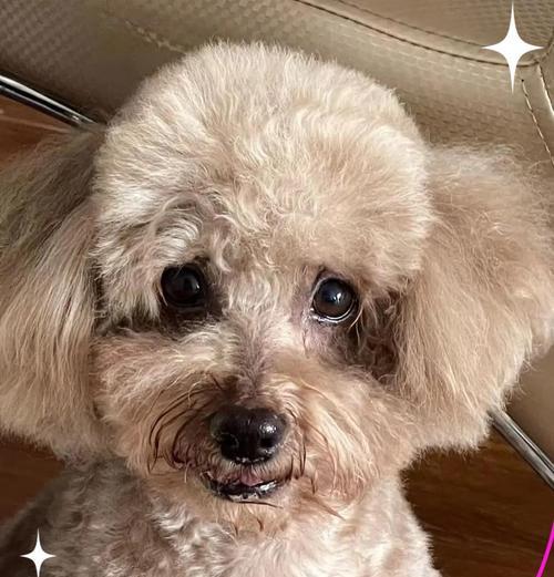 成年泰迪犬每日饮食量控制指南:科学喂养方法详解 成年泰迪犬每日饮食量控制指南:科学喂养方法详解