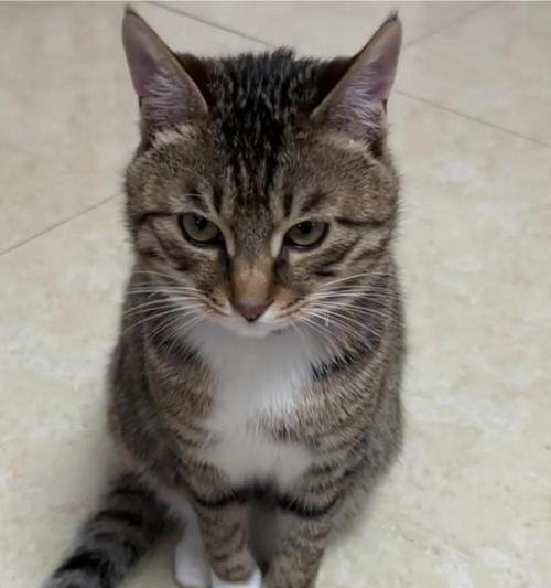 狸花猫价格多少及正确喂养方法全攻略 狸花猫价格多少及正确喂养方法全攻略