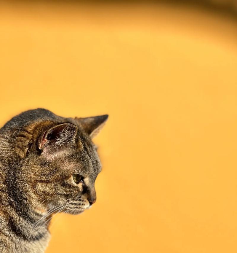 狸花猫价格多少及正确喂养方法全攻略 狸花猫价格多少及正确喂养方法全攻略