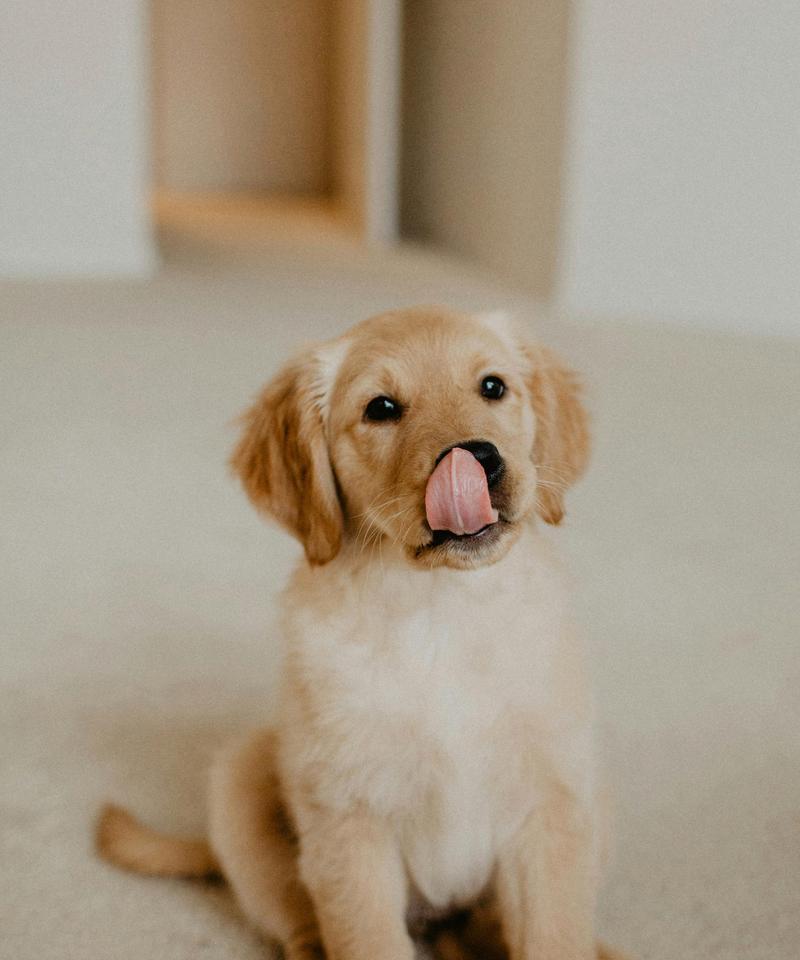 狗狗中期常见15大症状识别与护理指南