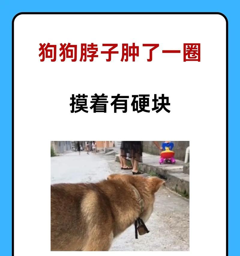 狗狗中期常见15大症状识别与护理指南