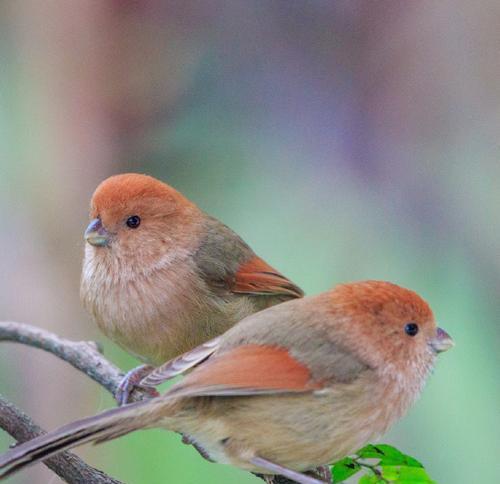 探索鸟类世界：常见鸟类名称与特征解析