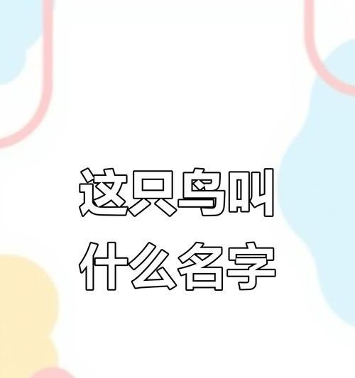探索鸟类世界：常见鸟类名称与特征解析